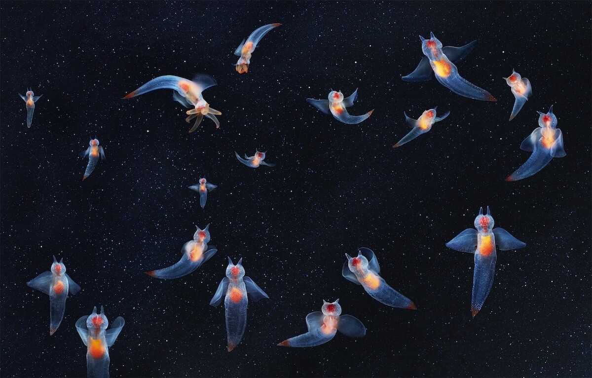 Stunning portraits of animals on the brink of extinction released for ...